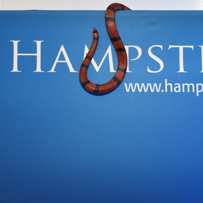 Hampstead Winter Festival